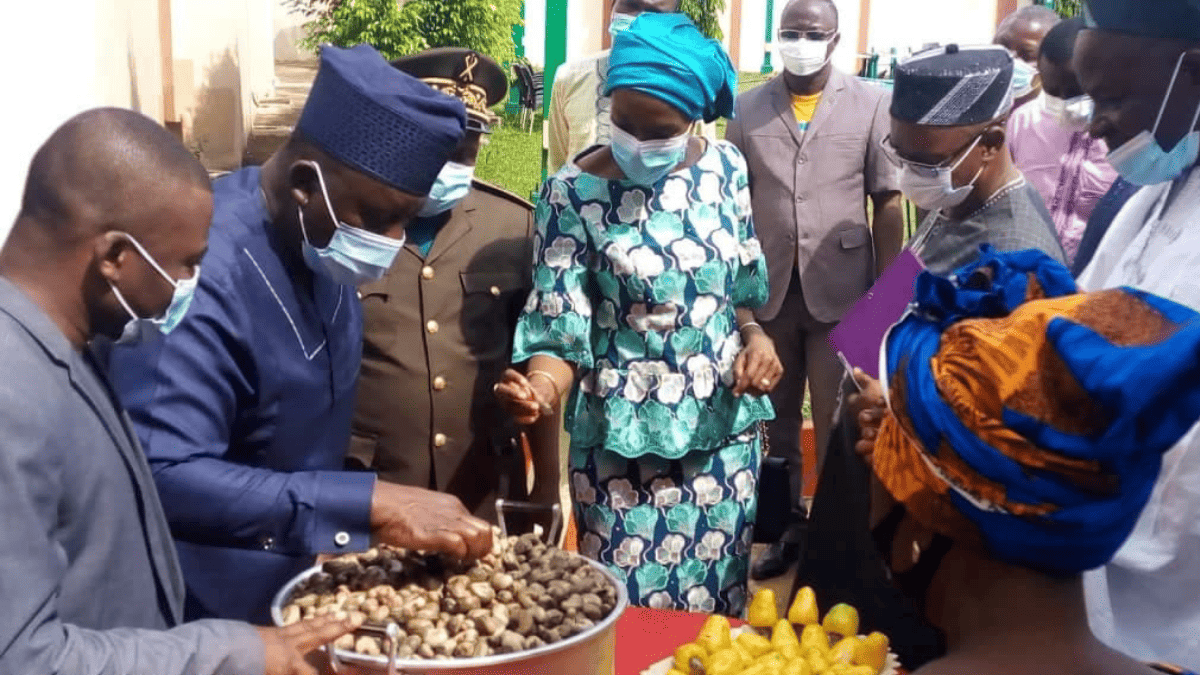 Commercialisation des noix de cajou au Bénin : La campagne 2020-2021 officiellement lancée à Kétou